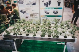 DSF1254 300x200 - El mundo (aún por conocer) del cannabis se abre en Expogrow