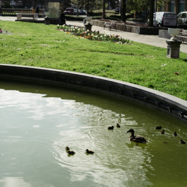 Patos