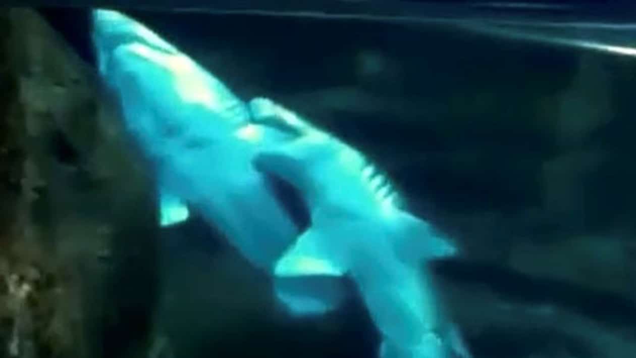 TIBURON TORO 2 - Amor en el Aquarium donostiarra: los Tiburones Toro en época de cortejo