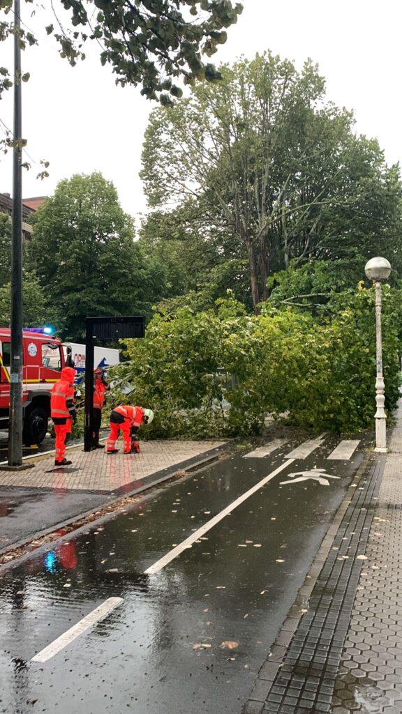 WhatsApp Image 2024 08 31 at 19.38.12 1 576x1024 - Un árbol cae sobre una marquesina de la Avenida Tolosa