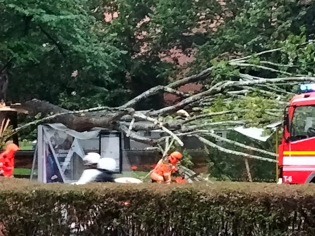 WhatsApp Image 2024 08 31 at 19.39.18 1 1024x768 - Un árbol cae sobre una marquesina de la Avenida Tolosa