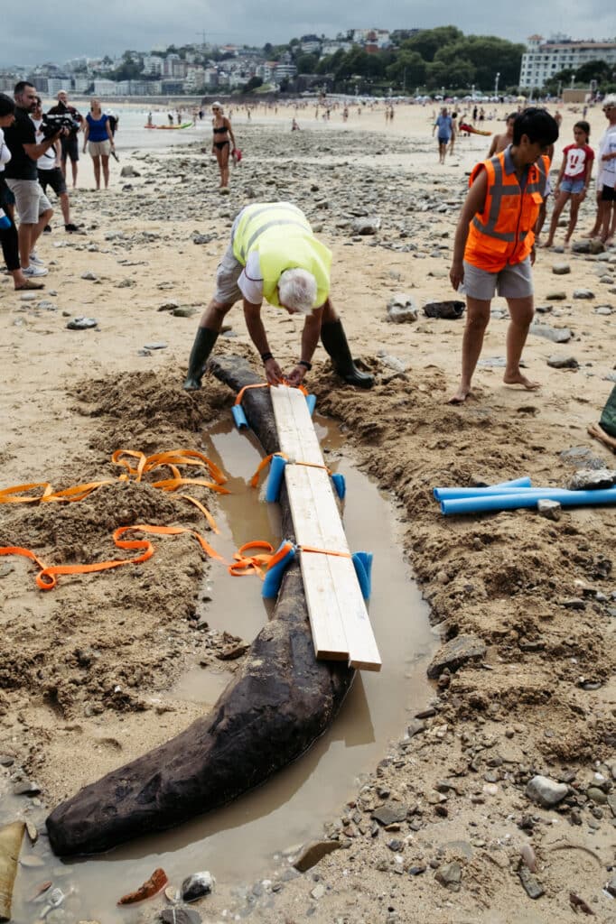 XE4S8972 682x1024 - Retiran la cuaderna de una antigua barcaza hallada en la playa de Ondarreta