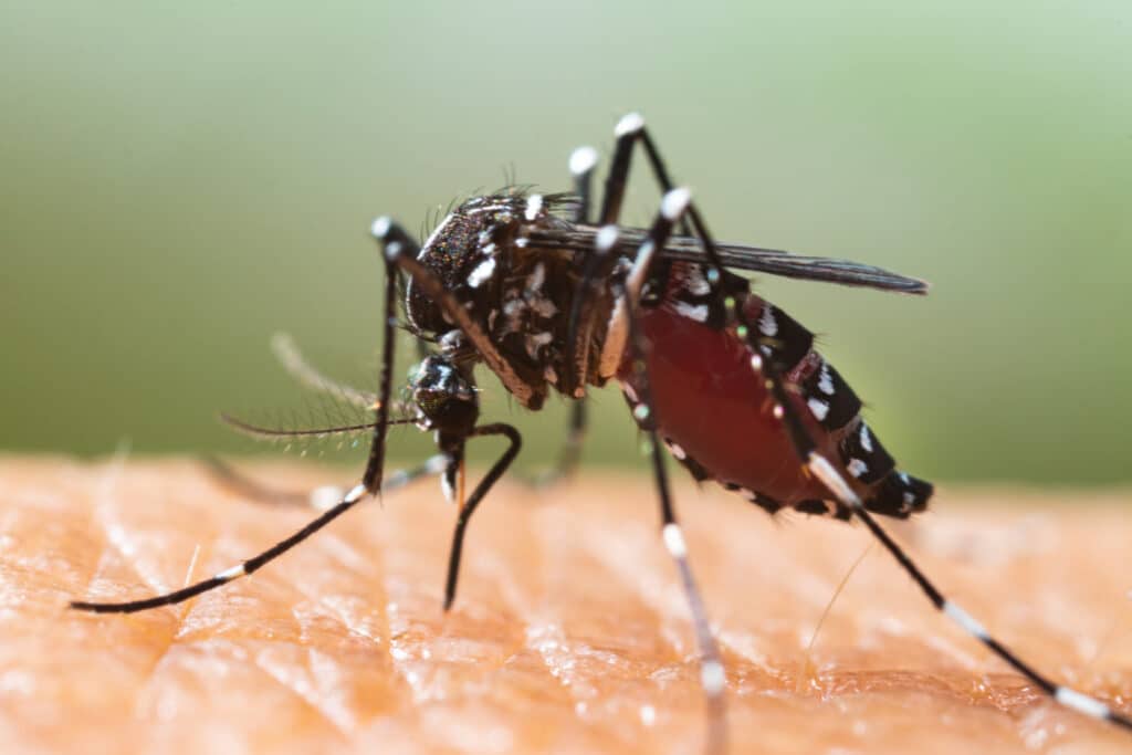 mosquito tigre 1024x683 - Muestreos contra el mosquito tigre en una quincena de municipios de Gipuzkoa