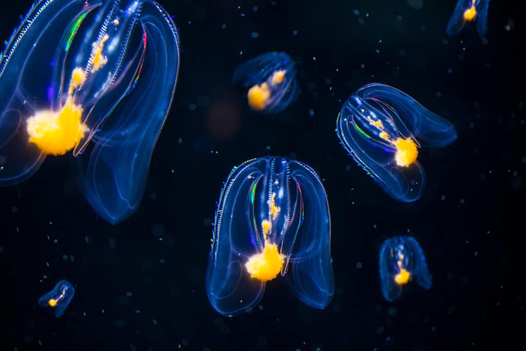 Ctenophora iStock 1 1024x683 - Capturar peces que viven a más de 200 metros de profundidad puede tener consecuencias climáticas